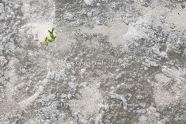 Common marsh samphire (Salicornia europaea), St.Peter Ording, Wadden Sea National Park, Schleswig Holstein, Germany [IBR123773590]