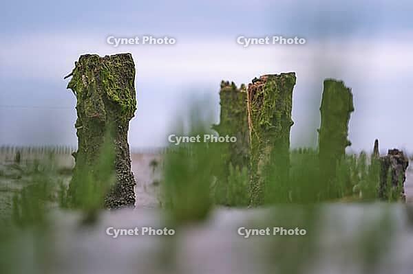 Old pile wave breakers, Wadden Sea National Park, Schleswig-Holstein, Germany [IBR123773591]
