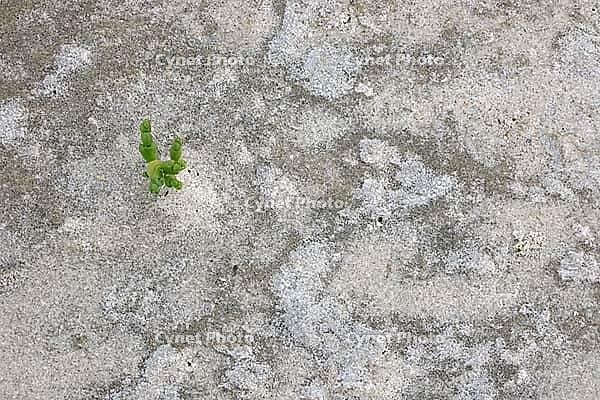 Common marsh samphire (Salicornia europaea), St.Peter Ording, Wadden Sea National Park, Schleswig Holstein, Germany [IBR123773592]