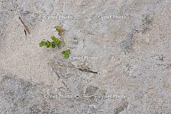 Common marsh samphire (Salicornia europaea), St.Peter Ording, Wadden Sea National Park, Schleswig Holstein, Germany [IBR123773593]