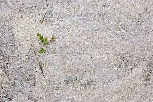 Common marsh samphire (Salicornia europaea), St.Peter Ording, Wadden Sea National Park, Schleswig Holstein, Germany [IBR123773594]