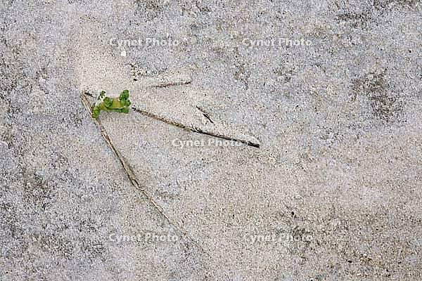 Common marsh samphire (Salicornia europaea), St.Peter Ording, Wadden Sea National Park, Schleswig Holstein, Germany [IBR123773595]