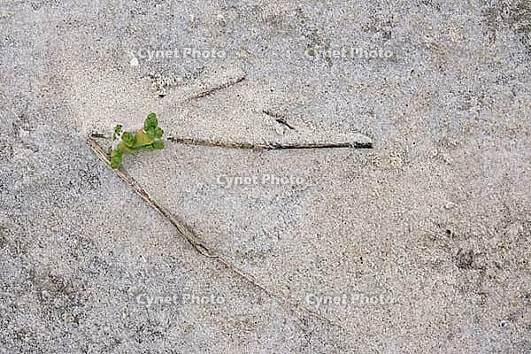 Common marsh samphire (Salicornia europaea), St.Peter Ording, Wadden Sea National Park, Schleswig Holstein, Germany [IBR123773596]