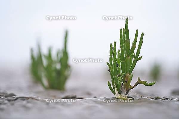 Common marsh samphire (Salicornia europaea), St.Peter Ording, Wadden Sea National Park, Schleswig Holstein, Germany [IBR123773601]