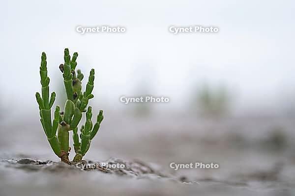 Common marsh samphire (Salicornia europaea), St.Peter Ording, Wadden Sea National Park, Schleswig Holstein, Germany [IBR123773602]