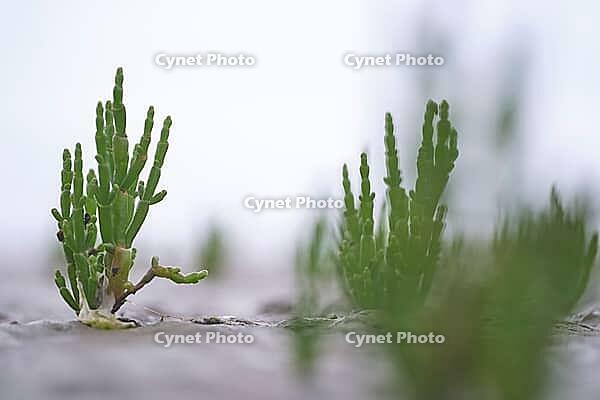 Common marsh samphire (Salicornia europaea), St.Peter Ording, Wadden Sea National Park, Schleswig Holstein, Germany [IBR123773603]