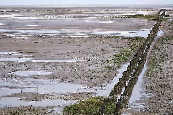 Old pile wave breakers, Wadden Sea National Park, Schleswig-Holstein, Germany [IBR123773605]