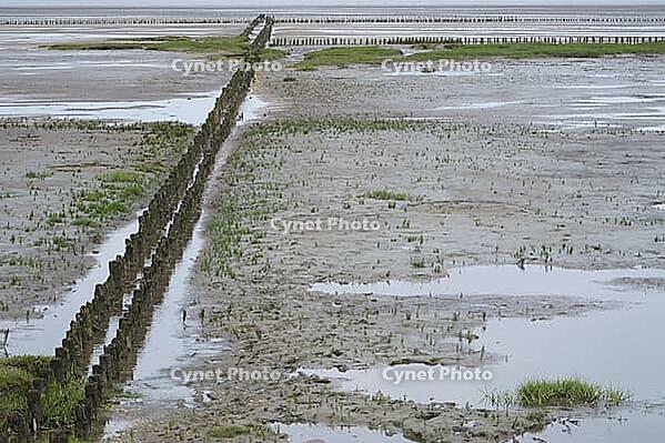 Old pile wave breakers, Wadden Sea National Park, Schleswig-Holstein, Germany [IBR123773606]