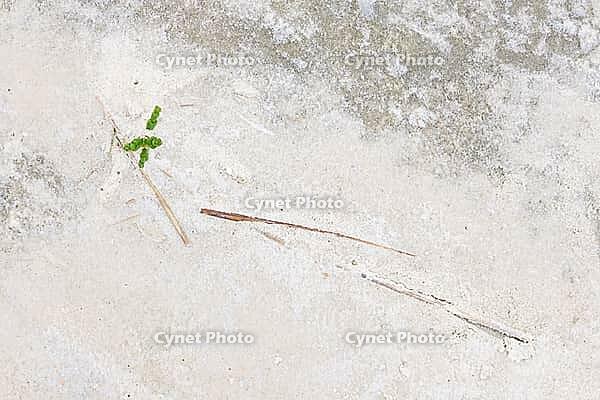 Common marsh samphire (Salicornia europaea), St.Peter Ording, Wadden Sea National Park, Schleswig Holstein, Germany [IBR123773608]
