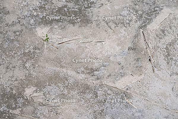 Common marsh samphire (Salicornia europaea), St.Peter Ording, Wadden Sea National Park, Schleswig Holstein, Germany [IBR123773609]