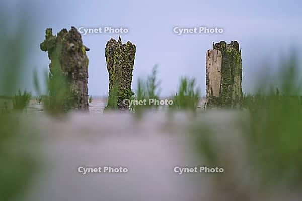Old pile wave breakers, Wadden Sea National Park, Schleswig-Holstein, Germany [IBR123773610]