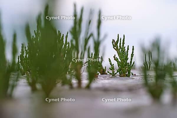 Common marsh samphire (Salicornia europaea), St.Peter Ording, Wadden Sea National Park, Schleswig Holstein, Germany [IBR123773611]
