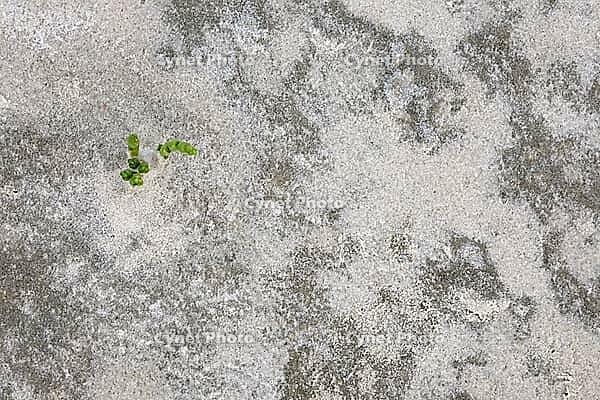 Common marsh samphire (Salicornia europaea), St.Peter Ording, Wadden Sea National Park, Schleswig Holstein, Germany [IBR123773614]
