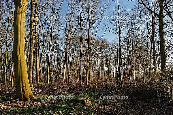 Stand of copper beech (Fagus silvatica) after thinning, forestry, Kempen, North Rhine-Westphalia, Germany [IBR123773615]
