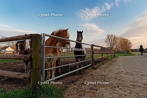 Horses in a paddock, Kempen, North Rhine-Westphalia, Germany [IBR123773616]