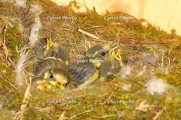 Blue tit (Cyanistes caeruleus) young in the nest, Wilnsdorf, North Rhine-Westphalia, Germany [IBR123774700]