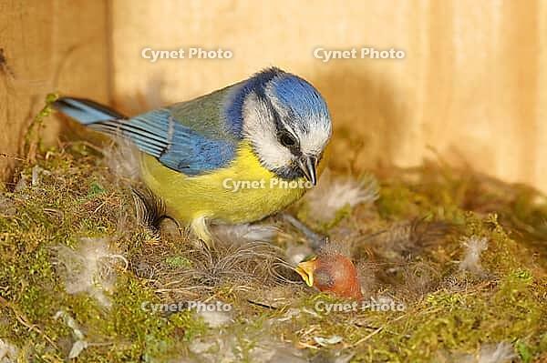 Blue tit (Cyanistes caeruleus) feeding the young in the nest, Wilnsdorf, North Rhine-Westphalia, Germany [IBR123774701]