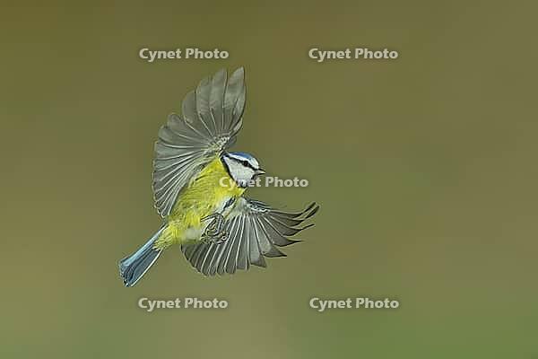 Blue tit (Parus caeruleus) in flight, flight photo, high speed flight photo Wilnsdorf, North Rhine-Westphalia, Germany [IBR123774702]