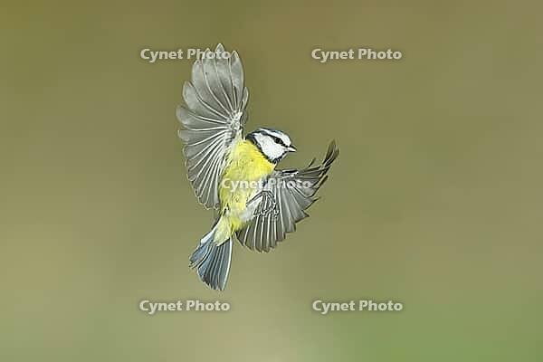 Blue tit (Parus caeruleus) in flight, flight photo, high speed flight photo Wilnsdorf, North Rhine-Westphalia, Germany [IBR123774703]