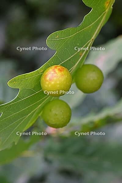 Oak gall wasp (Cynips quercusfolii), oak sponge gall on the underside of a leaf of a pedunculate oak (Quercus robur), Wilnsdorf, North Rhine-Westphalia, Germany [IBR123774704]