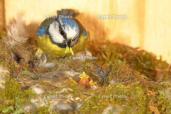 Blue tit (Cyanistes caeruleus) feeding the young in the nest, Wilnsdorf, North Rhine-Westphalia, Germany [IBR123774705]