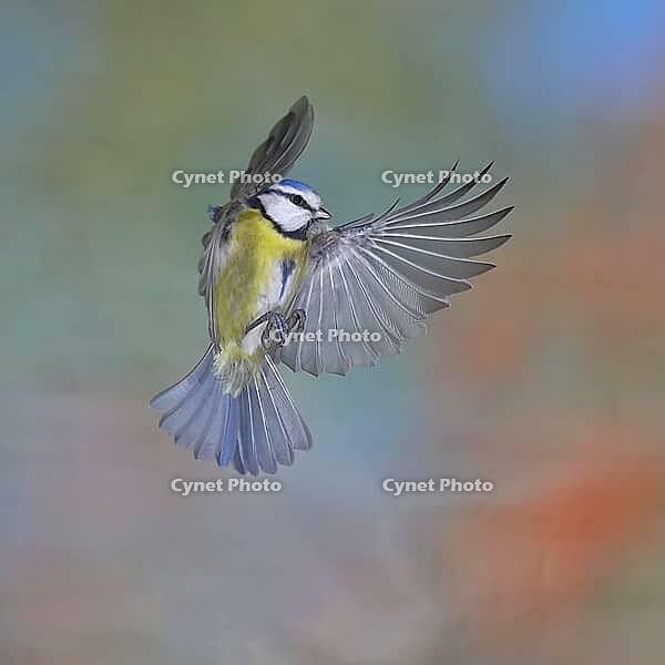 Blue tit (Parus caeruleus) in flight, flight photo, high speed flight photo Wilnsdorf, North Rhine-Westphalia, Germany [IBR123774706]