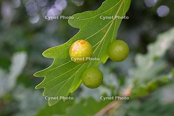 Oak gall wasp (Cynips quercusfolii), oak sponge gall on the underside of a leaf of a pedunculate oak (Quercus robur), Wilnsdorf, North Rhine-Westphalia, Germany [IBR123774707]