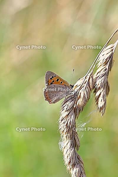 Small copper (Lycaena phlaeas) in a meadow, Gambach nature reserve, Burbach, North Rhine-Westphalia, Germany [IBR123774709]