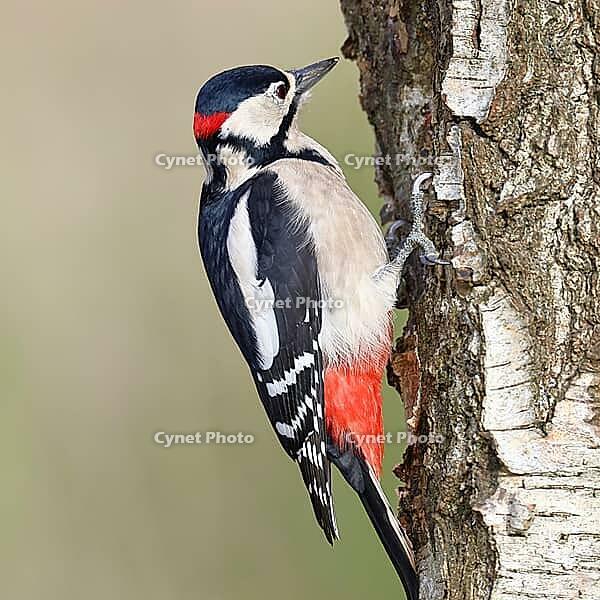 Great spotted woodpecker (Dendrocopus major), male, foraging on the trunk of a common birch (Betula pendula), wildlife, woodpeckers, nature photography, autumn, Wilnsdorf, North Rhine-Westphalia, Germany [IBR123774710]