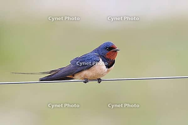 Barn Swallow (Hirundo rustica) sitting on a pasture fence, wildlife, animals, birds, swallows, migratory bird, Ochsenmoor, Dümmer See nature park Park, Hüde, Lower Saxony, Germany [IBR123774712]