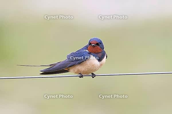 Barn Swallow (Hirundo rustica) sitting on a pasture fence, wildlife, animals, birds, swallows, migratory bird, Ochsenmoor, Dümmer See nature park Park, Hüde, Lower Saxony, Germany [IBR123774713]