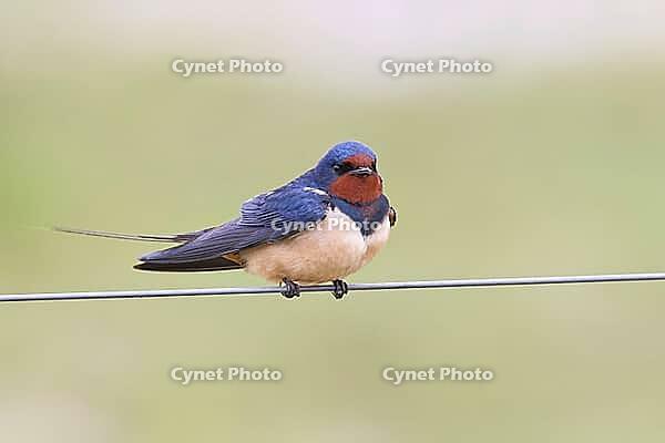 Barn Swallow (Hirundo rustica) sitting on a pasture fence, wildlife, animals, birds, swallows, migratory bird, Ochsenmoor, Dümmer See nature park Park, Hüde, Lower Saxony, Germany [IBR123774714]