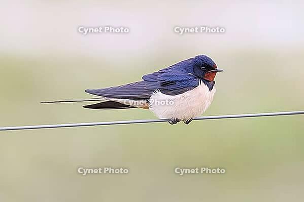 Barn Swallow (Hirundo rustica) sitting on a pasture fence, wildlife, animals, birds, swallows, migratory bird, Ochsenmoor, Dümmer See nature park Park, Hüde, Lower Saxony, Germany [IBR123774715]