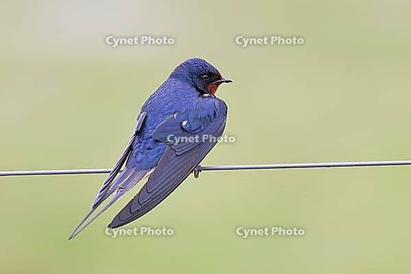 Barn Swallow (Hirundo rustica) sitting on a pasture fence, wildlife, animals, birds, swallows, migratory bird, Ochsenmoor, Dümmer See nature park Park, Hüde, Lower Saxony, Germany [IBR123774716]