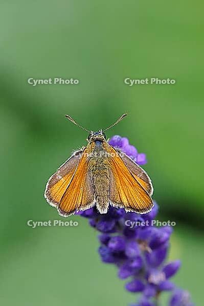 Large skipper (Ochlodes venatus), collecting nectar from a flower of Common lavender (Lavandula angustifolia), close-up, macro photograph, Wilnsdorf, North Rhine-Westphalia, Germany [IBR123774721]