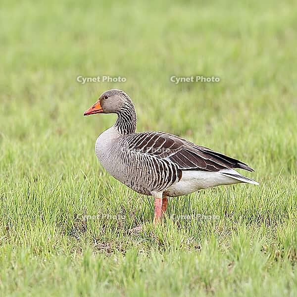 Grey goose (Anser anser) on a moor, Dümmer, Lake Dümmer, Ochsenmoor, Hüde, Lower Saxony, Germany [IBR123774723]
