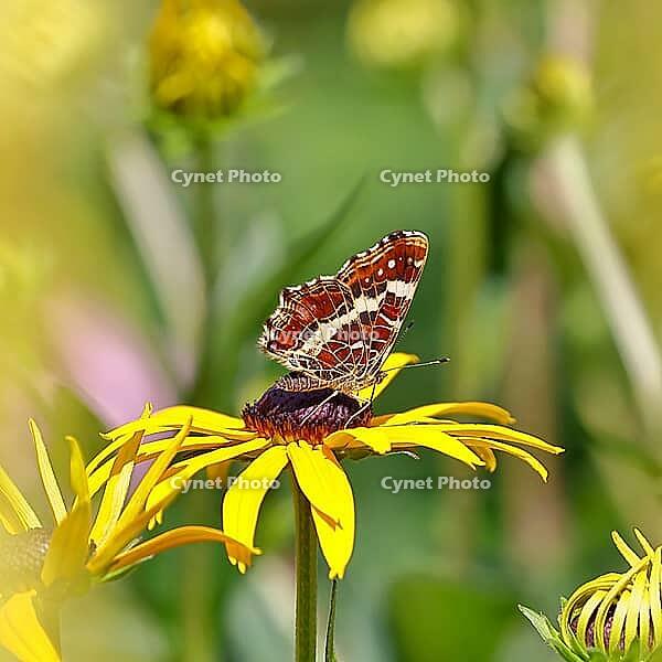 Land carder (Araschnia levana), summer generation, closed wings, underside of wings, on a flower of the yellow coneflower (Echinacea paradoxa), in a natural environment in the wild, close-up, wildlife, insects, butterflies, butterflies, Wilnsdorf, North R [IBR123774726]