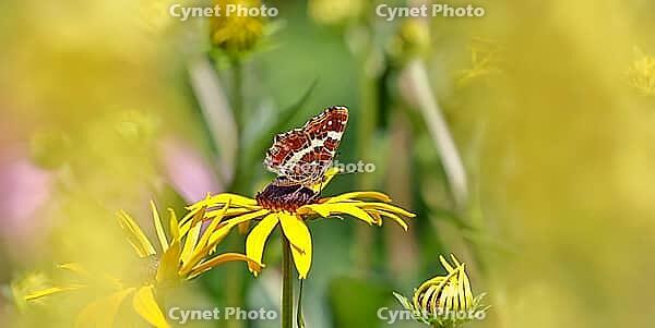 Land carder (Araschnia levana), summer generation, closed wings, underside of wings, on a flower of the yellow coneflower (Echinacea paradoxa), in a natural environment in the wild, close-up, wildlife, insects, butterflies, butterflies, Wilnsdorf, North R [IBR123774727]