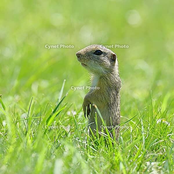 European ground squirrel (Spermophilus citellus) standing upright in a meadow, Burgenland Austria [IBR123774728]