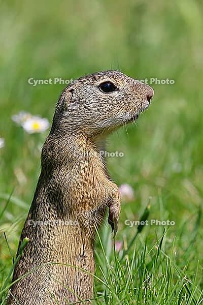 European ground squirrel (Spermophilus citellus) standing upright in a meadow, Burgenland Austria [IBR123774729]