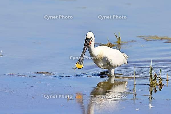 Spoonbill (Platalea leucorodia), adult bird striding through shallow water, adult bird in splendour, wildlife, Ziggsee, Burgenland, Austria [IBR123774730]