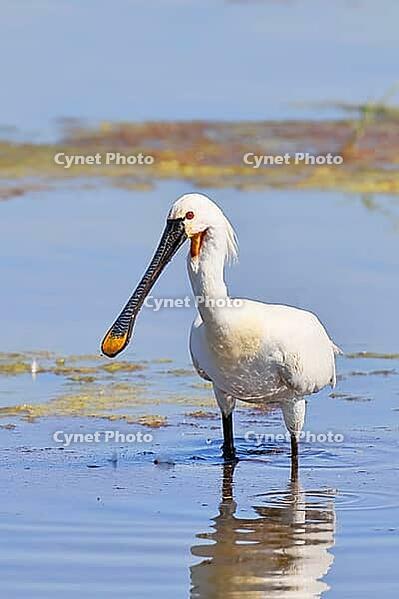 Spoonbill (Platalea leucorodia), adult bird striding through shallow water, adult bird in splendour, wildlife, Ziggsee, Burgenland, Austria [IBR123774731]