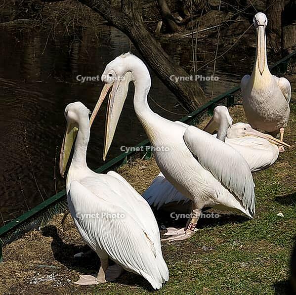 Pelicans siting on shore near pond. Moscow zoo [IBR123774753]