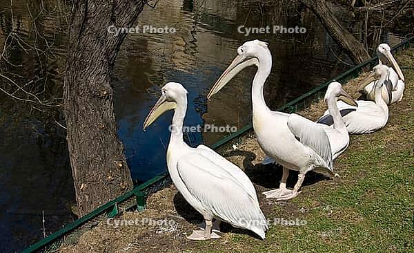 Pelicans siting on shore near pond. Moscow zoo [IBR123774754]