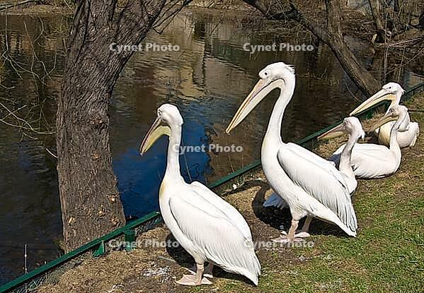 Pelicans siting on shore near pond. Moscow zoo [IBR123774755]