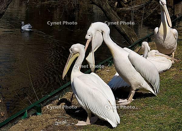 Pelicans siting on shore near pond. Moscow zoo [IBR123774756]