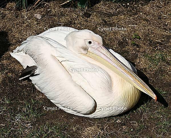 Pelicans siting on shore near pond. Moscow zoo [IBR123774758]