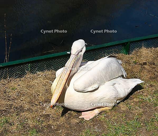 Pelican siting on shore near pond. Moscow zoo [IBR123774759]