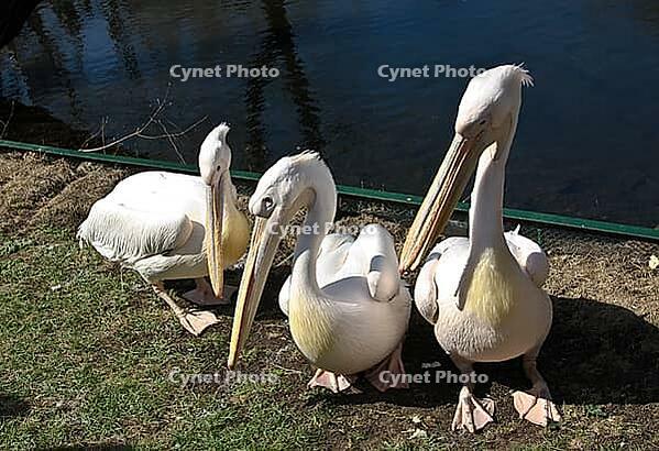 Pelicans siting on shore near pond. Moscow zoo [IBR123774760]