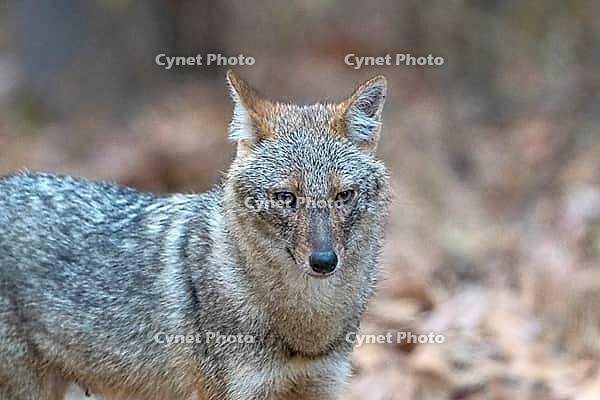 Indian jackal (Canis aureus indicus), a subspecies of the golden jackal, animal portrait, Kanha National Park, Tiger Reserve, Jabalpur, Madhya Pradesh, India [IBR123774764]